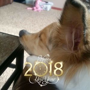 Meet your Posher, Dawn